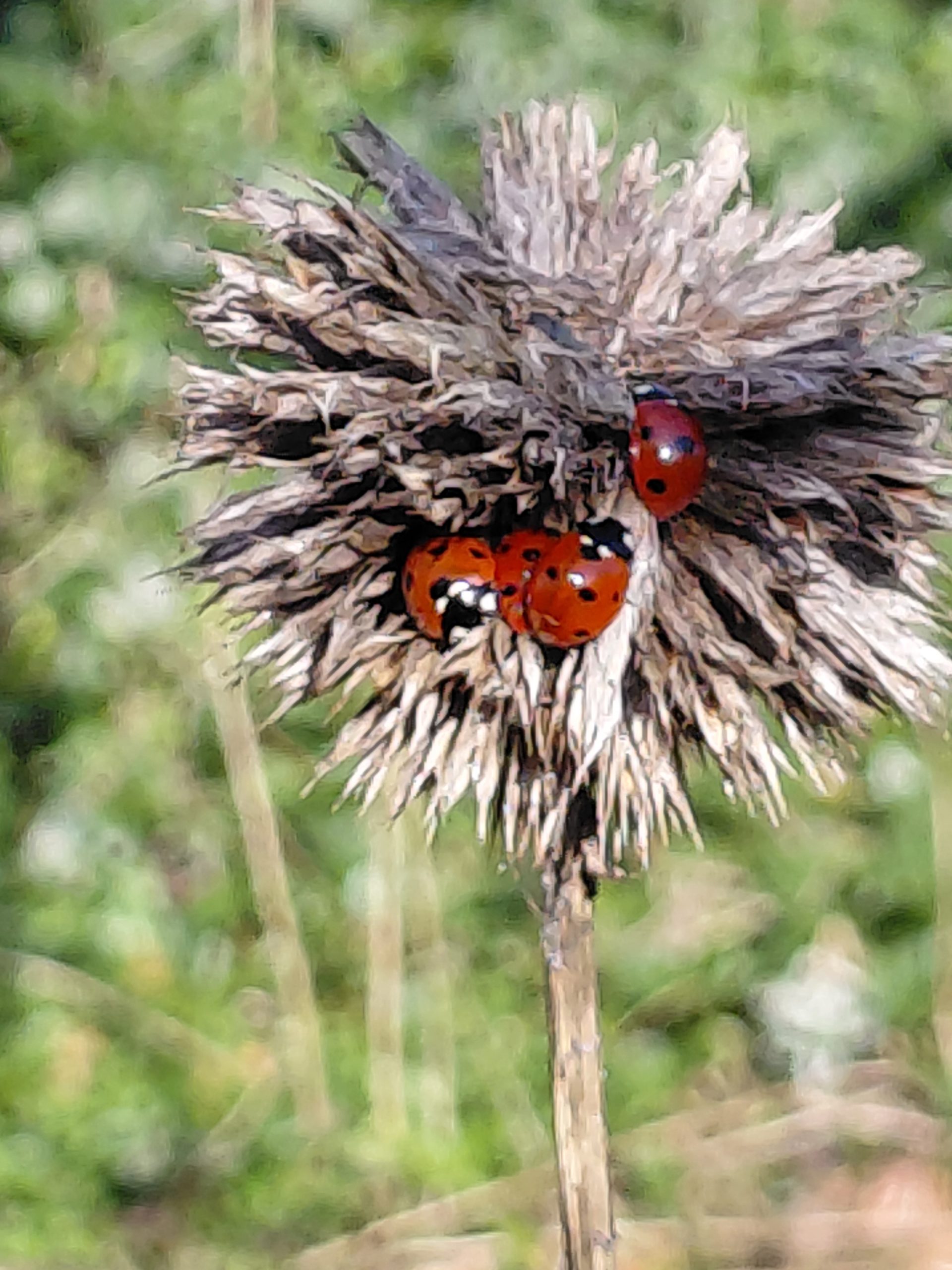 260308-lieveheersbeestjes